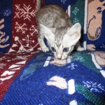 Jake, Egyptian Mau Silver Male DOB 8-6-16