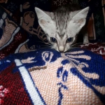 Jake, Egyptian Mau Silver Male DOB 8-6-16