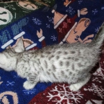 Jake, Egyptian Mau Silver Male DOB 8-6-16