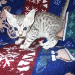 Jake, Egyptian Mau Silver Male DOB 8-6-16