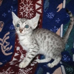 Jake, Egyptian Mau Silver Male DOB 8-6-16