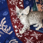 Jake, Egyptian Mau Silver Male DOB 8-6-16