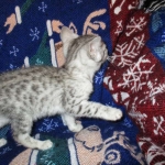 Jake, Egyptian Mau Silver Male DOB 8-6-16