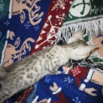 Jake, Egyptian Mau Silver Male DOB 8-6-16