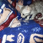 Jake, Egyptian Mau Silver Male DOB 8-6-16