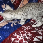 Jake, Egyptian Mau Silver Male DOB 8-6-16