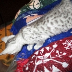 Jake, Egyptian Mau Silver Male DOB 8-6-16