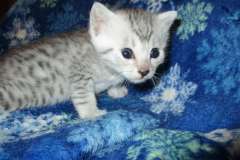 Khon, Mau, Silver, Male #2 Lighter DOB 5-7-17