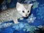 Khon, Mau, Silver, Male #2 Lighter DOB 5-7-17