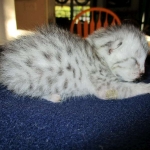 Egyptian Mau, silver, male DOB 5-7-17