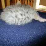 Egyptian Mau, silver, male DOB 5-7-17