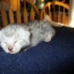 Egyptian Mau, silver, male DOB 5-7-17