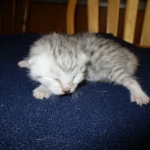 Egyptian Mau, silver, male DOB 5-7-17