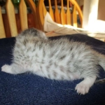 Egyptian Mau, silver, male DOB 5-7-17