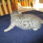 Egyptian Mau, silver, male DOB 5-7-17