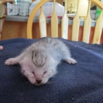 Egyptian Mau, silver, male DOB 5-7-17