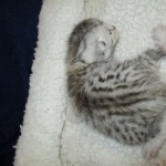 Egyptian Mau, silver, male DOB 5-7-17