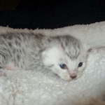 Egyptian Mau, silver, male DOB 5-7-17