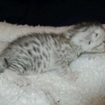Egyptian Mau, silver, male DOB 5-7-17
