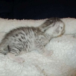 Egyptian Mau, silver, male DOB 5-7-17