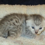 Egyptian Mau, silver, male DOB 5-7-17