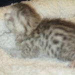 Egyptian Mau, silver, male DOB 5-7-17