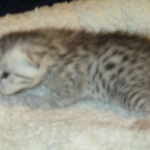 Egyptian Mau, silver, male DOB 5-7-17