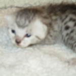 Egyptian Mau, silver, male DOB 5-7-17