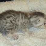 Egyptian Mau, silver, male DOB 5-7-17