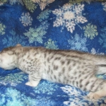 Egyptian Mau, silver, male DOB 5-7-17