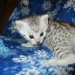 Egyptian Mau, silver, male DOB 5-7-17