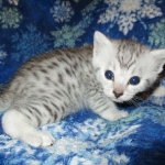 Egyptian Mau, silver, male DOB 5-7-17