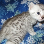 Egyptian Mau, silver, male DOB 5-7-17