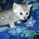 Egyptian Mau, silver, male DOB 5-7-17
