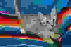 Pepper, Mau, Silver, Male #2 Med, DOB 3-23-18