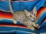 Pepper, Mau, Silver, Male #2 Med, DOB 3-23-18