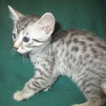 Mau, Silver, Male DOB 3-23-18