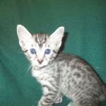 Mau, Silver, Male DOB 3-23-18