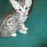 Mau, Silver, Male DOB 3-23-18
