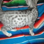 Mau, Silver, Male DOB 3-23-18