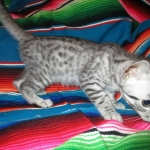 Mau, Silver, Male DOB 3-23-18