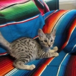 Mau, Silver, Male DOB 3-23-18