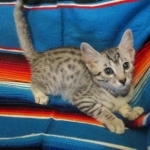 Mau, Silver, Male DOB 3-23-18