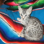 Mau, Silver, Male DOB 3-23-18