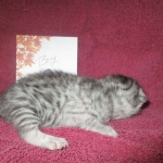 Mau, Silver, Male DOB 3-23-18