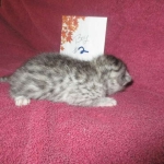 Mau, Silver, Male DOB 3-23-18