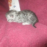 Mau, Silver, Male DOB 3-23-18