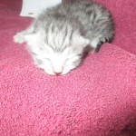 Mau, Silver, Male DOB 3-23-18