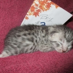 Mau, Silver, Male DOB 3-23-18