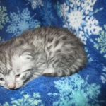 Mau, Silver, Male DOB 3-23-18